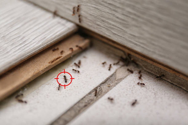 Best Best Pest Control Companies  in Prestbury, IL