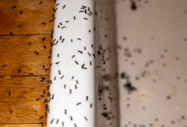 Best Ant Control Services  in Prestbury, IL